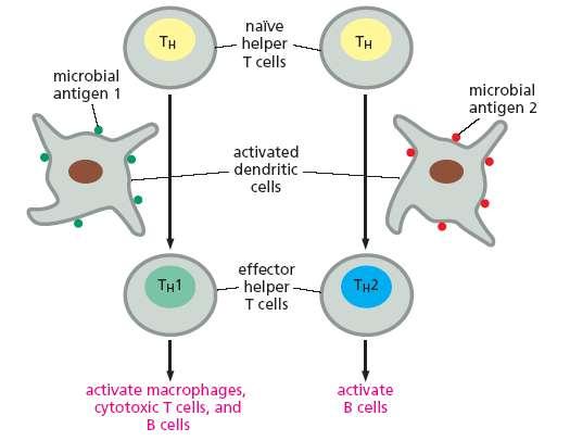 Una cellula TH naive attivata da un Ag presentato da una DC, può prendere due strade: TH1, indirizzando la risposta immunitaria contro patogeni intracellulari; TH 2: indirizzando la risposta