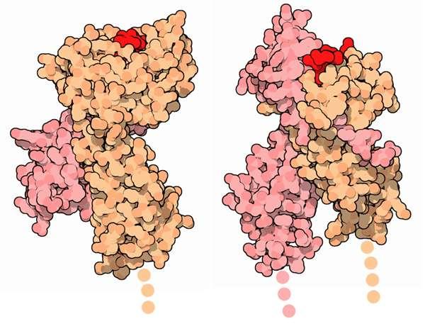 β2-microglobulina LE CELLULE T RICONOSCONO PEPTIDI ANTIGENICI LEGATI A PROTEINE MHC Il complesso maggiore di istocompatibilità (MHC), è una famiglia di geni (e di corrispondenti proteine) con un