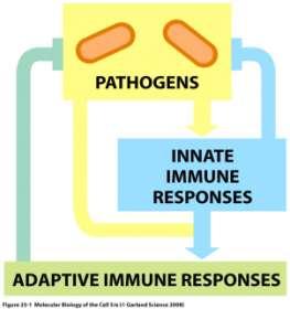 Immunità innata (naturale, o congenita): meccanismo di difesa che non richiede un precedente contatto, e non sviluppa memoria.