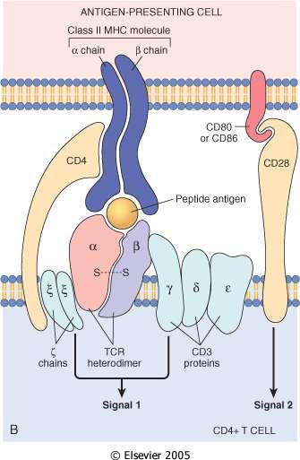 Riconoscimento dell antigene associato a MHC classe II. Il complesso TCR (catena α e β) è legato non covalentemente al complesso CD3 e alle catene δ.