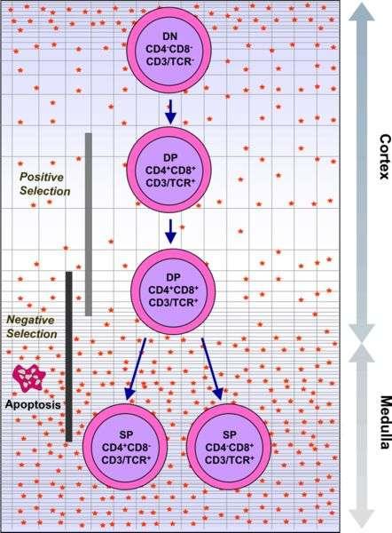 Differenti stati maturativi dei timociti, con espressione di specifici marker di superficie (CD) Le fasi di maturazione selezione beta: nella cellula doppio negativo, la catena β di TCR deve essere