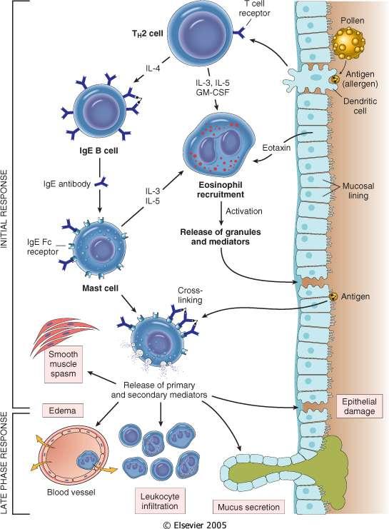 Ipersensibilità immediata - Nella Fase iniziale, Le APC presentano Ag a T CD4+, che diventano T H 2 e producono IL-4 (attivazione di B IgE, e sostegno di T H 2), IL-5 (attivazione di eosinofili), e