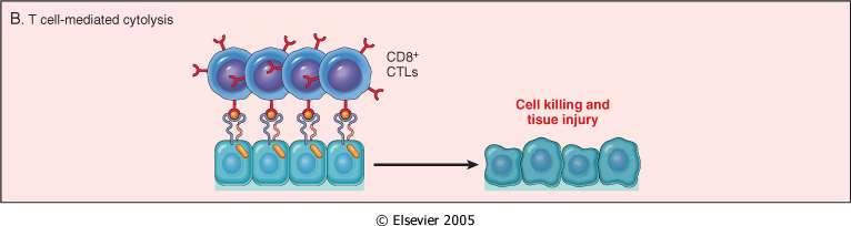 Citotossicità diretta da T CD8+ T CD8+ sensibilizzati (linfociti T citotossici, CTL) uccidono le cellule bersaglio che esprimono l Ag- MHC classe I (peptidi virali, Ag tumore-associati), con due