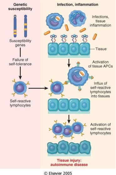 Patogenesi delle malattie autoimmuni Una suscettibilità genetica alla perdita della tolleranza, e