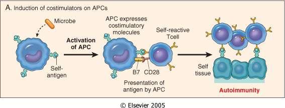 Infezioni e autoimmunità Le infezioni possono promuovere l attivazione di linfociti autoreattivi inducendo l espressione di costimolatori (A),