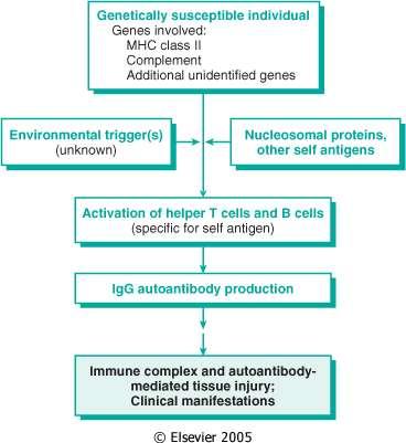 LUPUS Malattia cronica, spesso febbrile, con remissioni e recidive, caratterizzata da lesioni cutanee, articolari, renali, e lesioni delle membrane sierose.