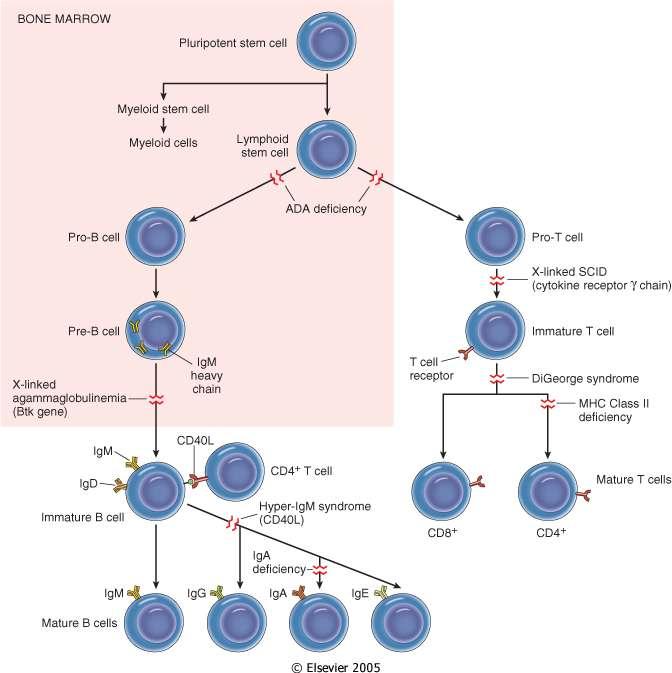 Differenziazione linfocitaria e immunodeficienze primitive ADA: