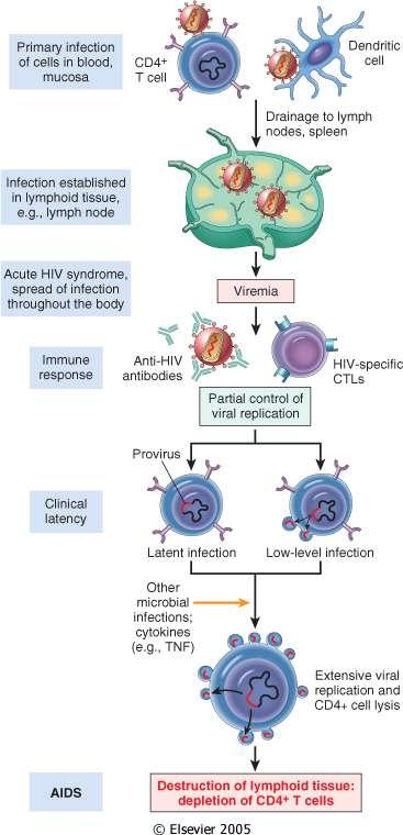 Patogenesi della infezione HIV-1 - HIV-1 infetta cellule T CD4+, e macrofagi, direttamente o via cellule dendritiche.