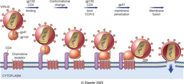 Ingresso del virus La proteina dell involucro esterno virale, gp120 (associata non covalentemente alla proteina transmembrana gp41) riconosce CD4 e due recettori delle chemochine.