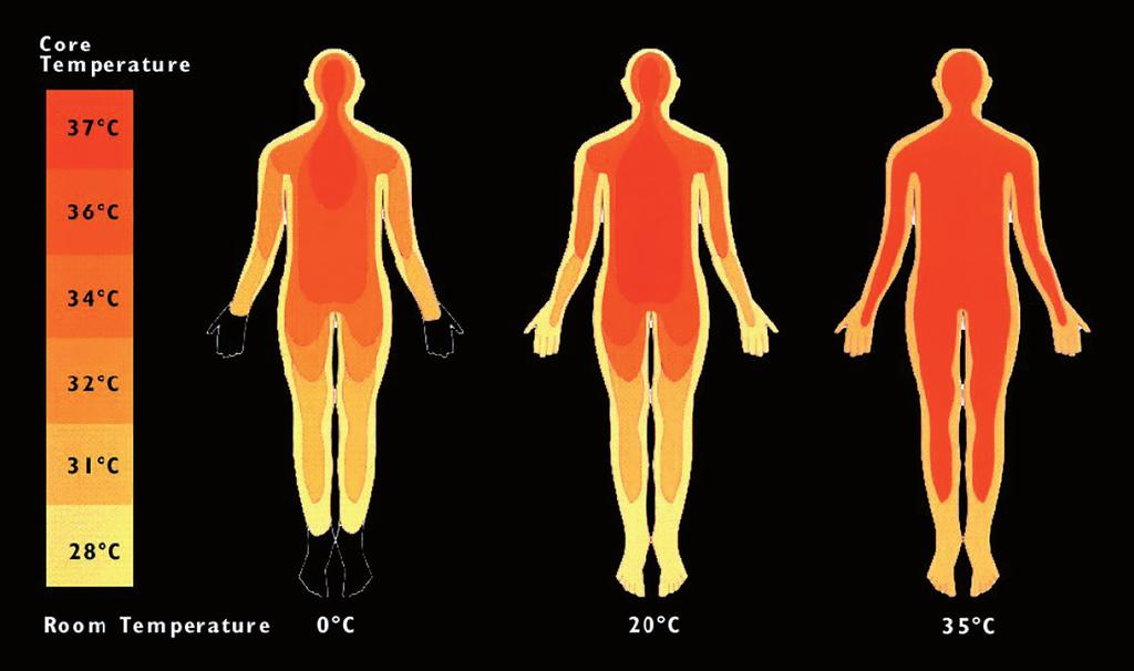 2 IL COMFORT ABITATIVO 21 Figura 2.1 Attivazione dei sistemi di termoregolazione mediante variazione della temperatura interna del corpo umano per adattarlo alle condizioni ambientali.