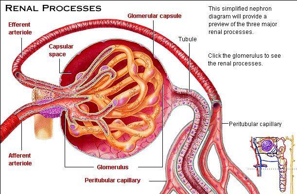 I Processi Renali Arteriola Efferente Capsula di Bowman Tubulo