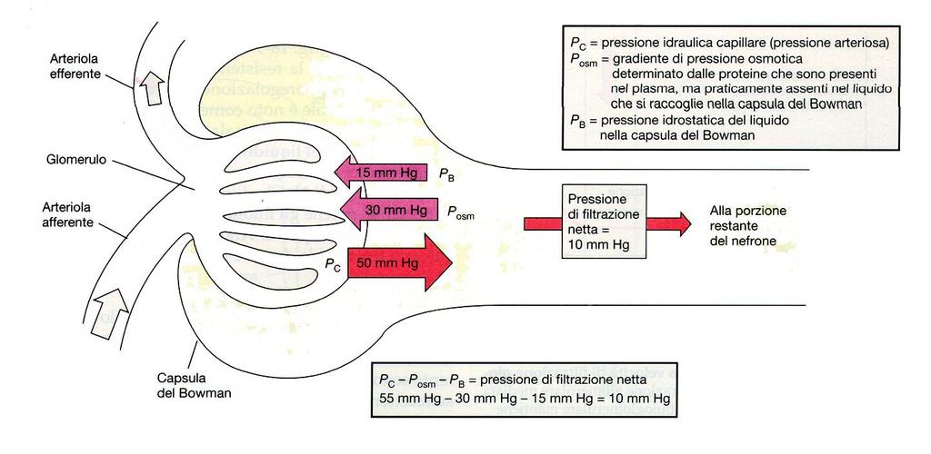 I Processi Renali La filtrazione La filtrazione attraverso la parete dei capillari glomerulari dipende dalle seguenti pressioni: a - pressione idraulica del