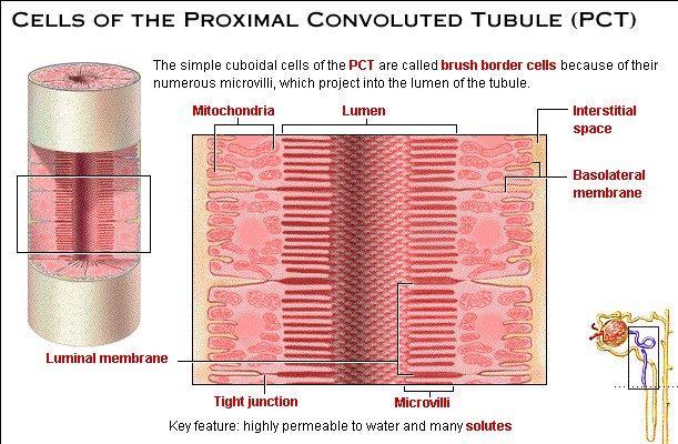 Le cellule del tubulo contorto prossimale hanno forma cuboidale e sono chiamate cellule con bordo a spazzola Lume Spazio