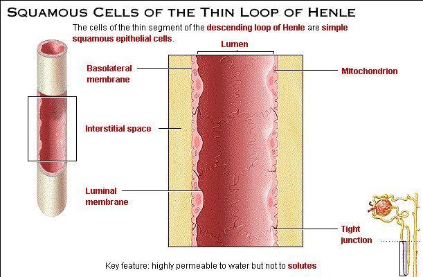 Tratto sottile discendente dell ansa di Henle Le cellule del tratto sottile dell ansa di Henle sono piuttosto schiacciate, non
