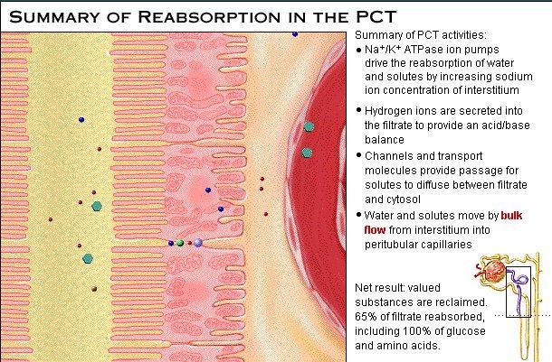 Canali passivi Na Simporto Na-Glu Simporto Na-AA Na/K ATPasi Trasportatori GLUT per Glucosio Carrier diff facilitata Nel tubulo prossimale viene riassorbito il 65% del filtrato, il 100% del glucosio