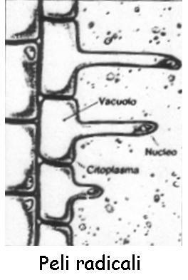 Sistema dermico: rizoderma Rivestimento delle giovani radici nella zona detta pilifera.