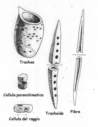 Floema Trachee e