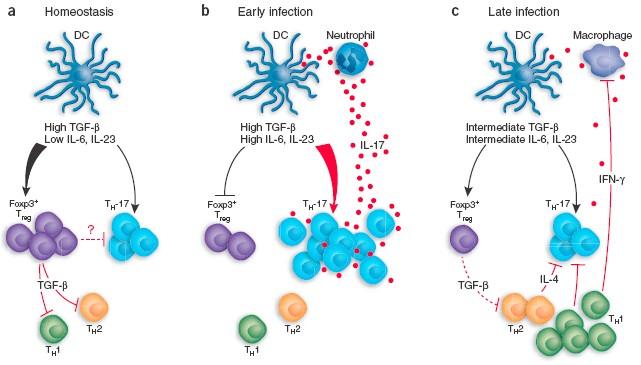 IL-23 & TGF-β in the new era Cua D. & Kastelein R.A., (2006).