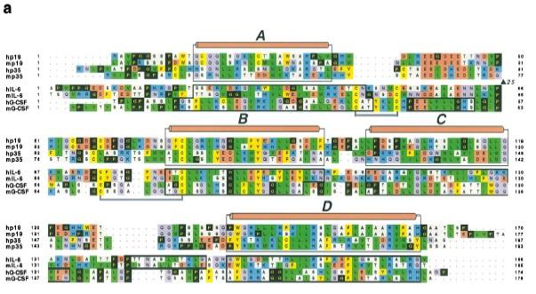 IL-23: una nuova p19 protein Oppmann B. et al.