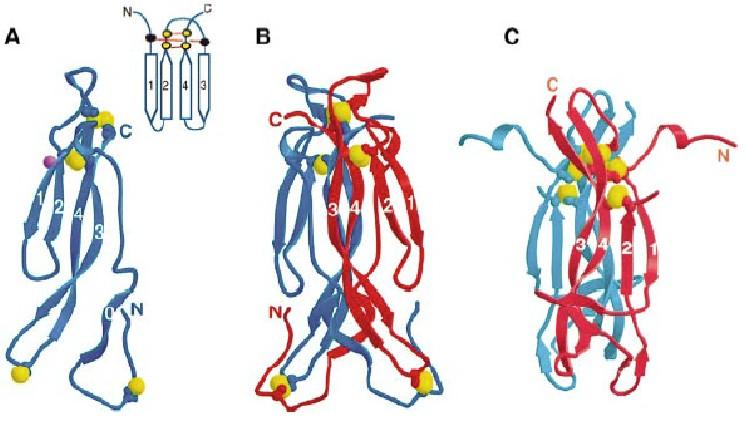 IL-17F Cysteine Knot: 2 sets di paia di β-strands connessi da ponti disolfuro tra 2 e 4: MACROCYCLE; 3 ponte passa attraverso questo macrocycle e connette 1 e 3; omologia con