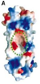 IL-17s adopt a cystine knot fold: structure and activity