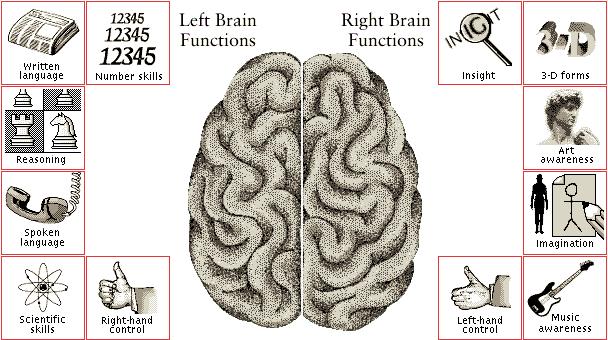 Alcuni importanti contributi Roger Sperry (1913-1994) Split Brain Fu un neuropsicologo e neurobiologo fra i maggiori del Novecento, Premio Nobel per la medicina nel 1981 insieme a David Hunter Hubel