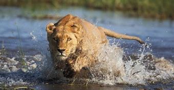 LUOGHI Il Delta dell Okavango Il Delta dell'okavango, situato ai margini dell enormee bacino desertico del Kalahari, è uno dei più grandi delta interni della terra.