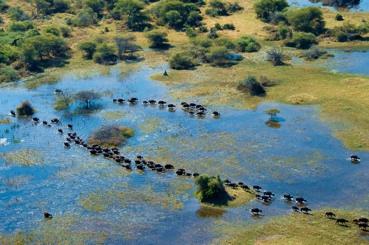 di fauna selvatica, spesso adattata a vivere in questa alternanza di condizioni così differenti tra la stagione secca e quella umida.