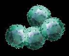 le cellule tumorali, attraverso un processo di selezione operato dai linfociti T, diventano