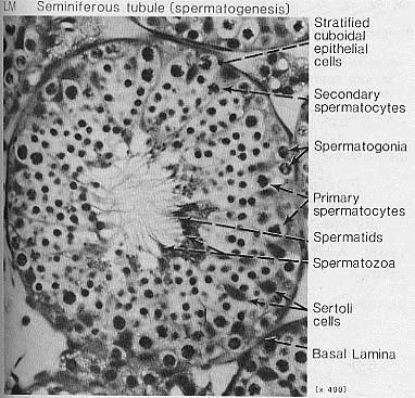 microtubuli