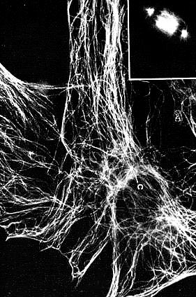 Funzione dei Microtubuli -sostegno e forma alle cellule -trasporto degli organelli e organizzazione