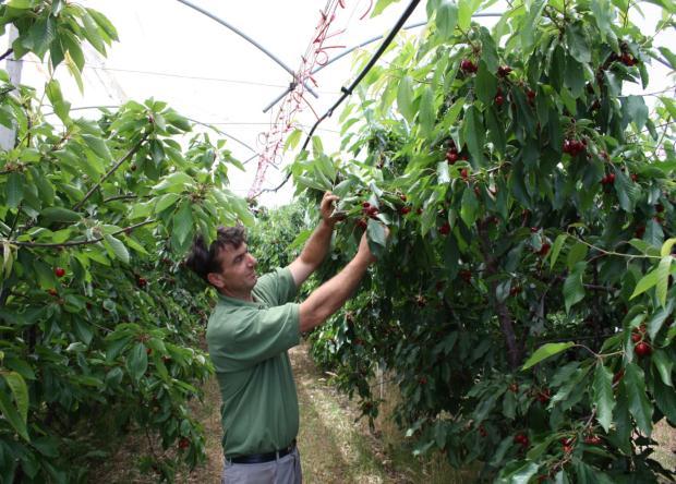 Nuove proposte innovative per la frutticoltura meridionale Per la prima volta durante il Congresso si parlerà anche della frutticoltura meridionale con una relazione di Luigi Catalano del Consorzio