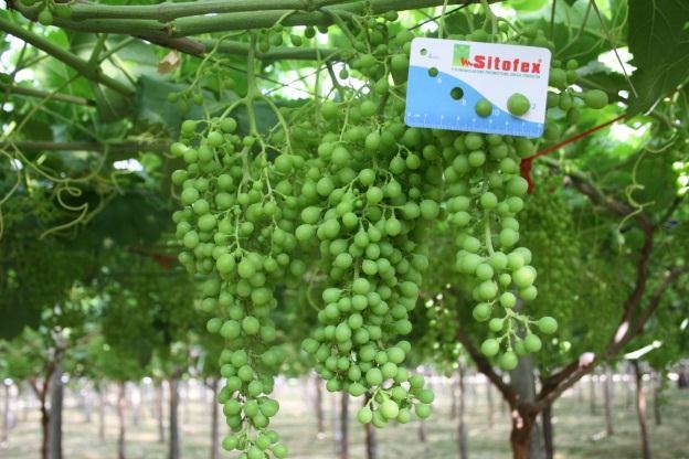 Effetti dell applicazione del Sitofex per migliorare la qualità dell uva da tavola.
