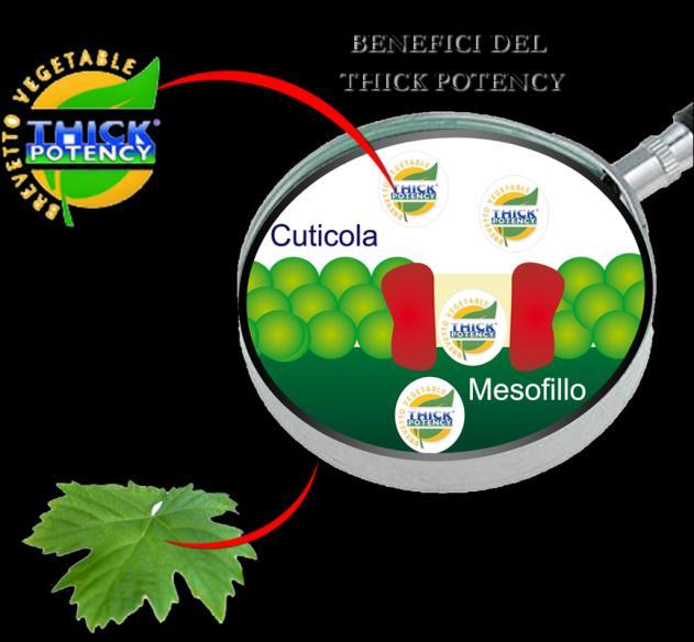 sistemi a minime energie: dal concetto alla proposta per la fertilizzazione razionale dell' uva da tavola.