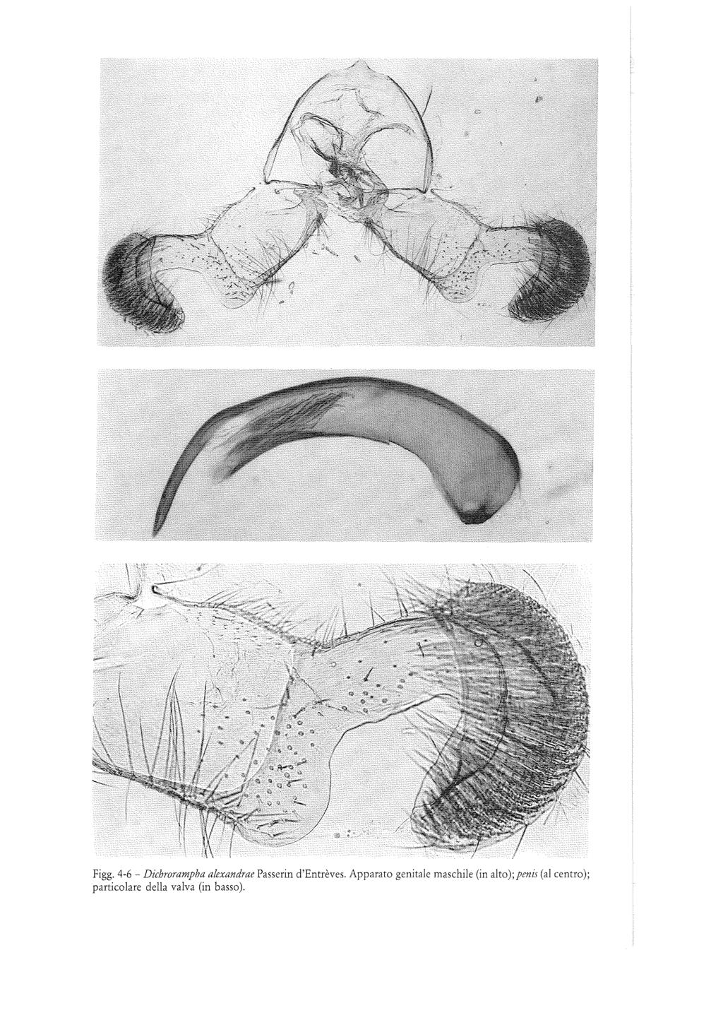 Figg. 4-6 - Dichrorampha alexandrae Passerin d'entrèves.