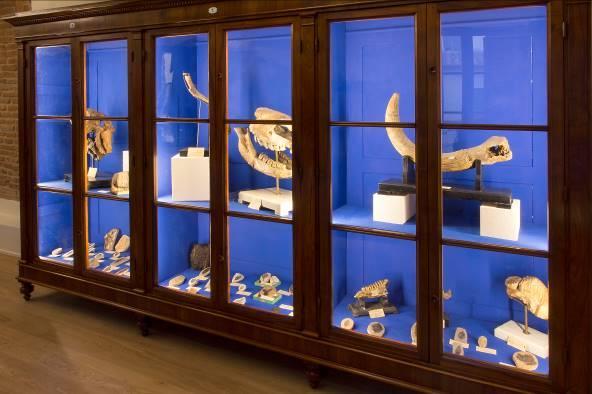 Nella struttura è conservato e gestito il patrimonio dell Istituzione: il prestigioso Museo Paleontologico con la nuova Sezione Archeologica, la Biblioteca Poggiana, l Audioteca.
