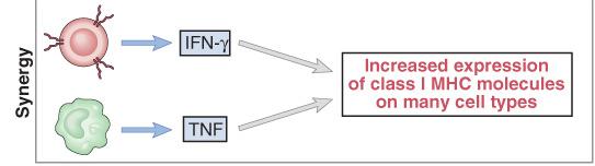 Sinergia L effetto combinato di due citochine sull attività cellulare è