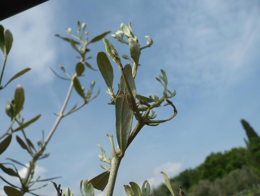 Figura 2: Carenza di boro su apici di pianta adulta. TRATTAMENTI FITOSANITARI TRATTAMENTI A BASE DI RAME Dato l approssimarsi della fioritura si consiglia di sospendere i trattamenti rameici.