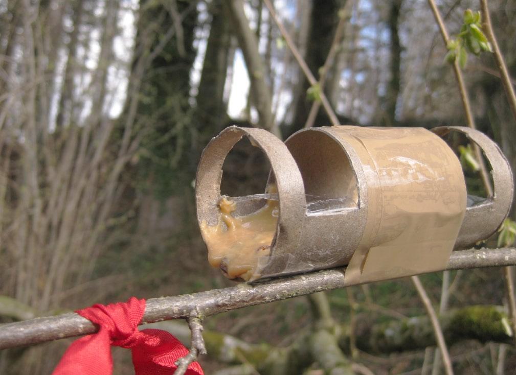 b) Fissaggio su rami e tronchi Puoi fissare i catturapelo agli alberi, ai noccioli e ad altri arbusti con il nastro adesivo per pacchi.