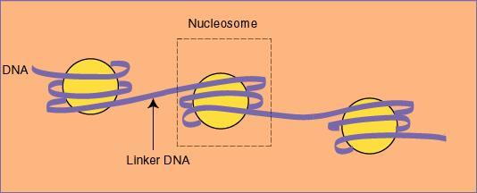 Nelle cellule eucariote il ripiegamento avviene attorno a proteine basiche (ricche di arginina e lisina) dette istoni. Il complesso DNA/istone è detto nucleosoma.