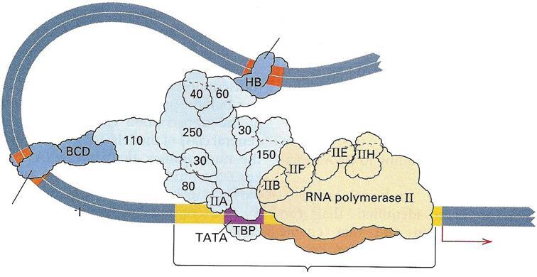 Attivazione della trascrizione Attivatori Attivatori Il complesso proteico attivatore della trascrizione recluta l enzima RNA polimerasi ed i suoi cofattori a livello della regione del promoter.