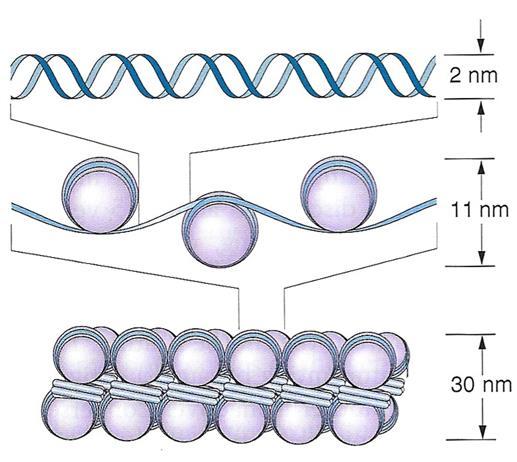 Impacchettamento del DNA DNA nudo; ratio=1 DNA organizzato in nucleosomi; ratio=6-7. La fibra del cromosoma è di 11nm Nucelosomi impacchettati uno sull altro; ratio=40.