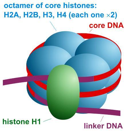 Il nucleosoma è l unità di base di impacchettamento del DNA nella cromatina, formato da un segmento di genoma avvolto attorno ad un ottamero di 8