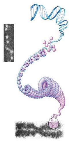 Impacchettamento del DNA nel cromosoma degli eucarioti Ogni cromosoma contiene il DNA avvolto attorno a clusters di proteine istoniche Queste