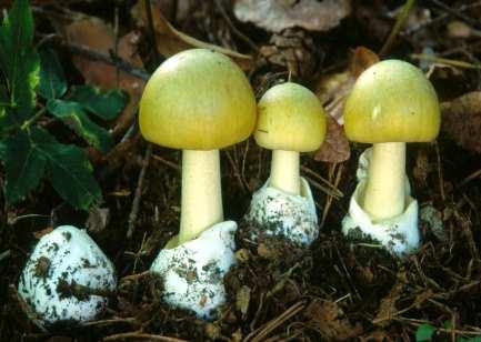 Intossicazioni da funghi commestibili Anche funghi di comprovata commestibilità, tra cui le comuni specie note (Boletus edulis, Cantharellus cibarius, ecc.