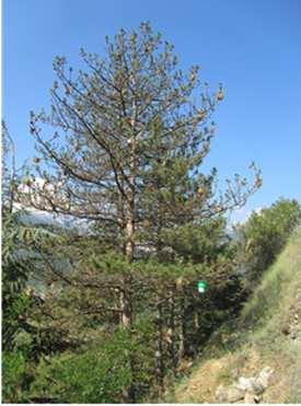Le trappole già utilizzate durante l estate 2015 sono state riposizionate, dal personale del Corpo Forestale della Valle d Aosta, negli stessi punti oggetto di monitoraggio nella passata stagione