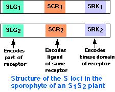 Autoincompatibilità sporofitica - SLG (S-Locus Gyicoprotein) codifica parte