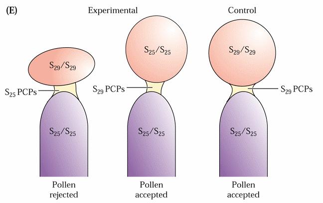 Una molecola del Pollen coat porta la componente maschile determinante per la reazione di SI in Brassica Effetto di PCPs su autoincompatibilità: - Polline S 29 S 29 è compatibile con stigma S 25 S 25