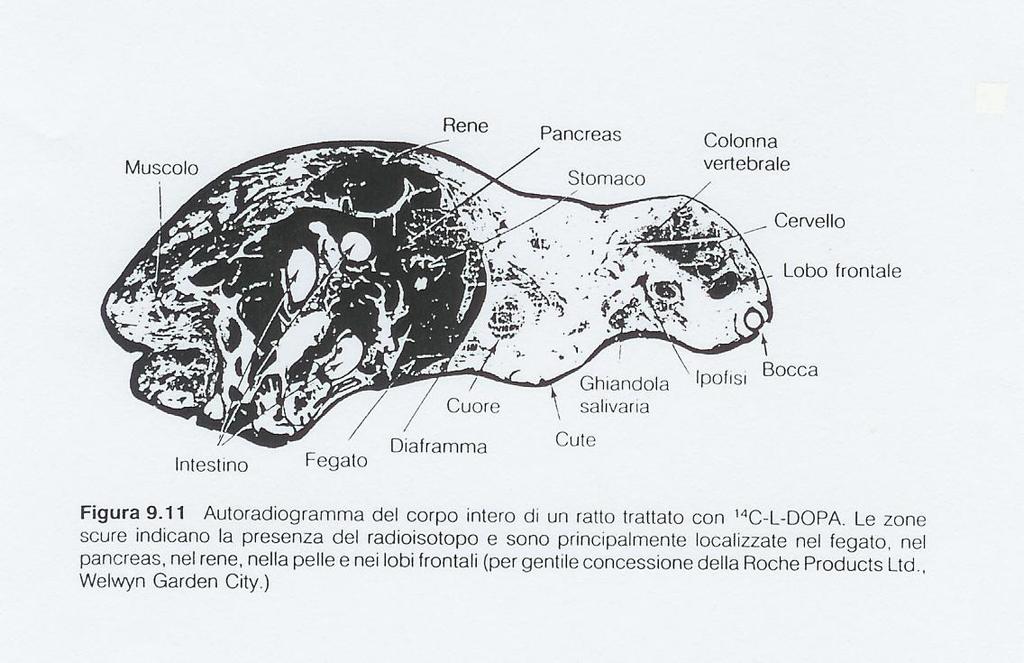 AUTORADIOGRAMMA Le radiazioni ionizzanti agiscono su un emulsione fotografica, producendo un immagine latente in modo analogo alla luce visibile.