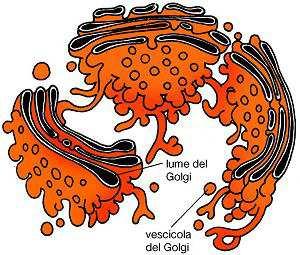 Si definiscono genotipo e fenotipo: A L